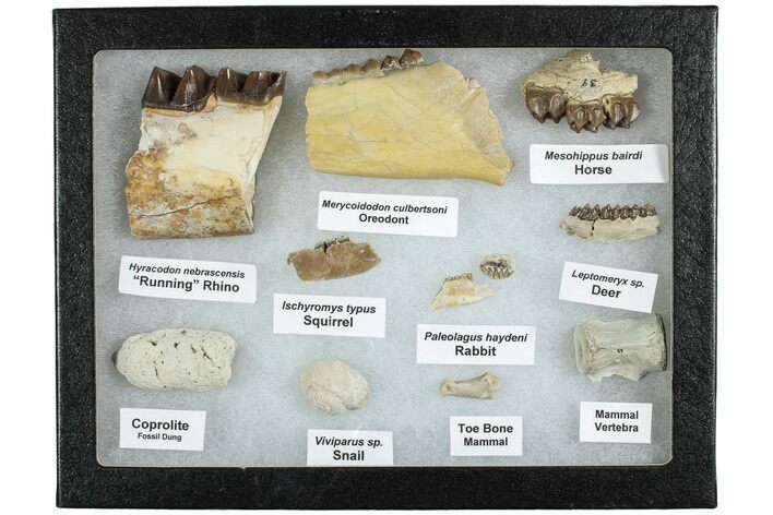 White River Oligocene Fossil Collection #233966